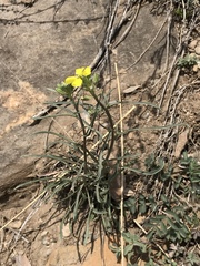 Erysimum rhaeticum