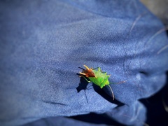 Acanthosoma forficula