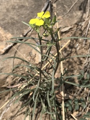 Erysimum rhaeticum