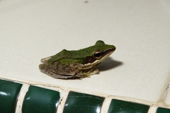 Chalcorana megalonesa