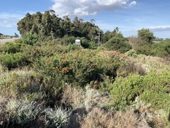 Melaleuca linearis linearis
