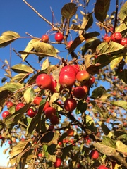 Peraphyllum ramosissimum