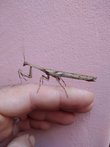 Photo of African Stick Mantis (Popa spurca)
