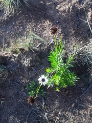 Callilepis laureola