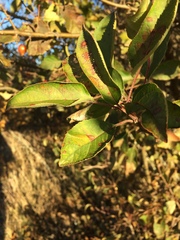 Peraphyllum ramosissimum