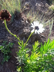 Callilepis laureola