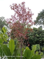 Cratoxylum formosum