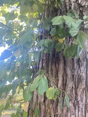 Euonymus fortunei