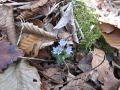 Gentiana zollingeri