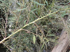 Amaranthus cannabinus
