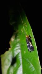 Macrostemum distinguendum