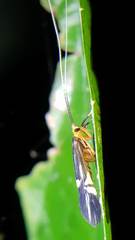 Macrostemum distinguendum