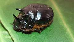 Onthophagus ferox