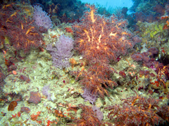 Chironephthya