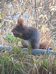 Sciurus vulgaris