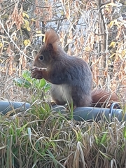 Sciurus vulgaris
