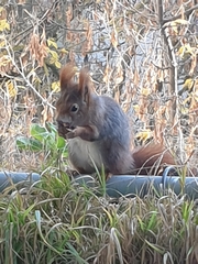 Sciurus vulgaris