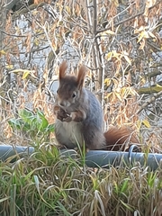Sciurus vulgaris