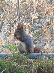 Sciurus vulgaris