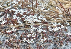 Pyxidanthera barbulata