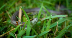 Lampropeltis