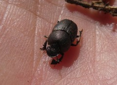 Onthophagus fracticornis