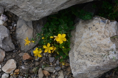 Hypericum nummularium