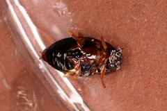 Gyrinus substriatus