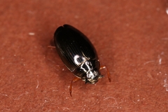 Gyrinus substriatus