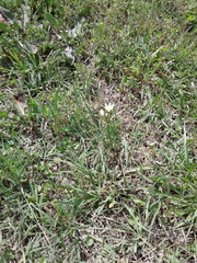 Nothoscordum bivalve