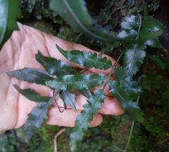 Asplenium gemmiferum