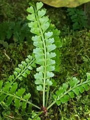 Asplenium sandersonii