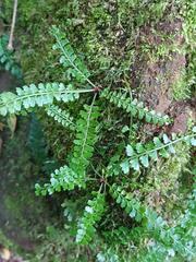 Asplenium sandersonii