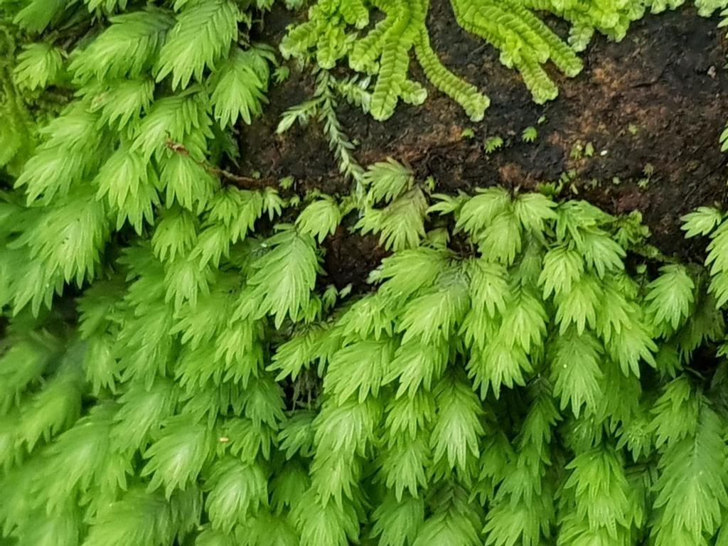 Fissidens ovatus