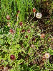 Helichrysum mariepscopicum