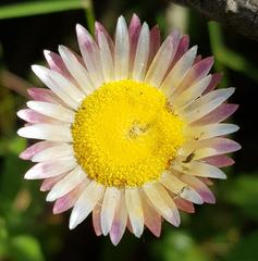 Helichrysum mariepscopicum