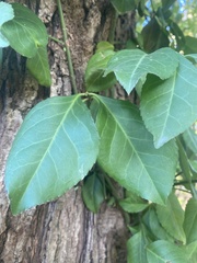 Euonymus fortunei