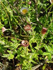 Helichrysum mariepscopicum