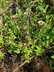 Helichrysum mariepscopicum