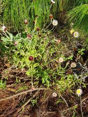 Helichrysum mariepscopicum
