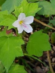Hibiscus meyeri