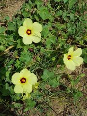 Hibiscus schinzii