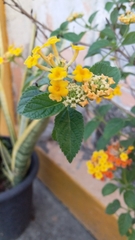 Lantana camara