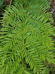 Megalastrum lanuginosum