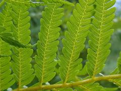 Megalastrum lanuginosum