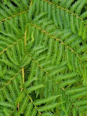 Megalastrum lanuginosum