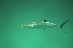 Scomberomorus regalis