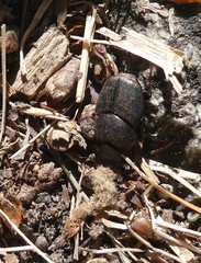 Onthophagus fracticornis