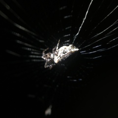 Cyclosa confusa