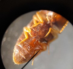 Elateridae